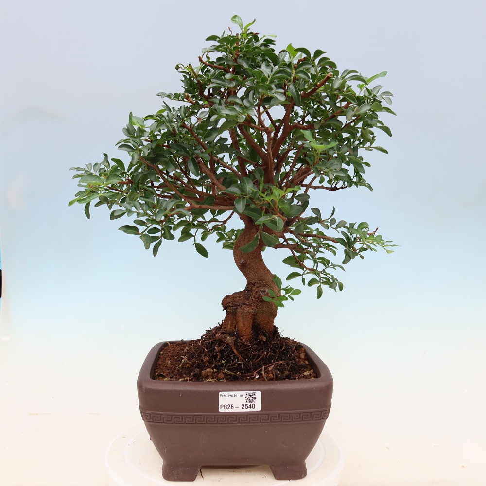 Kamerbonsai - Pistacia Lentiscus - Pistache