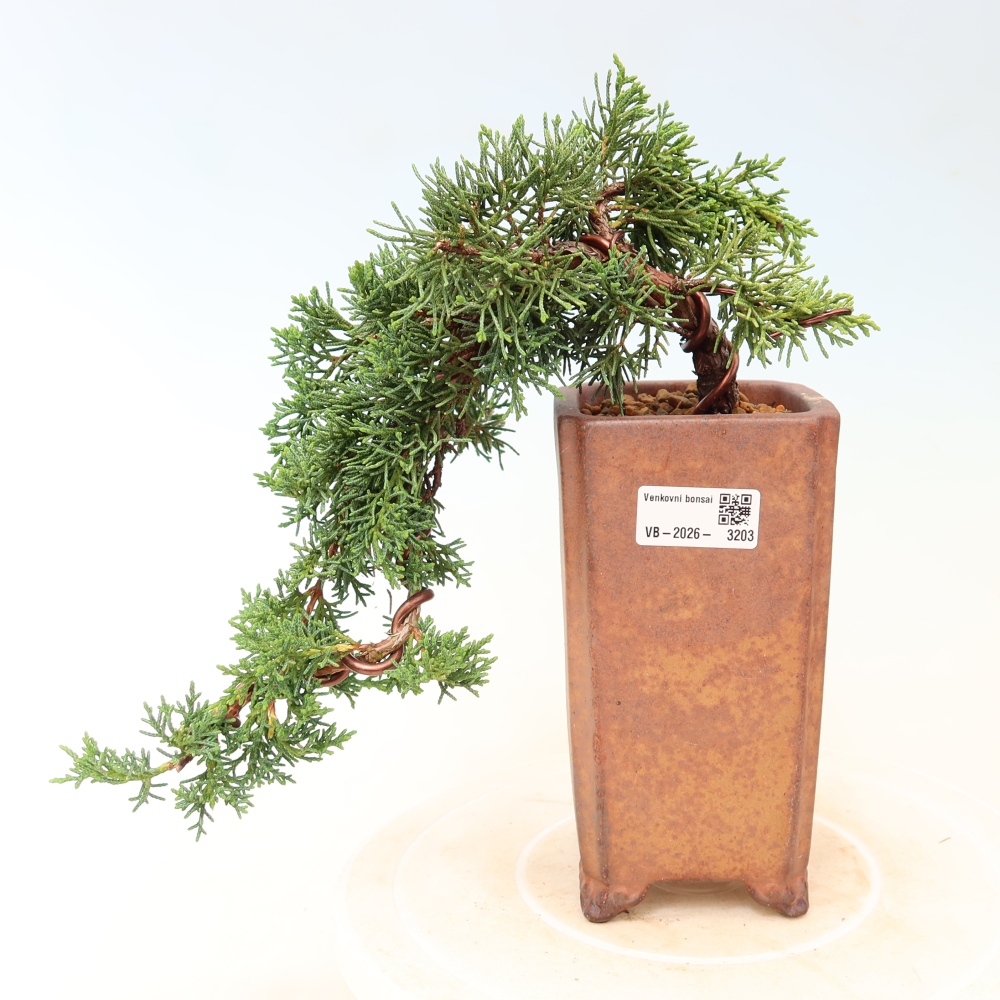 Bonsai voor buiten - Juniperus chinensis Kishu