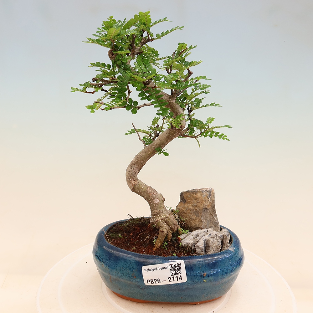 Kamerbonsai - Zantoxylum piperitum - peperboom