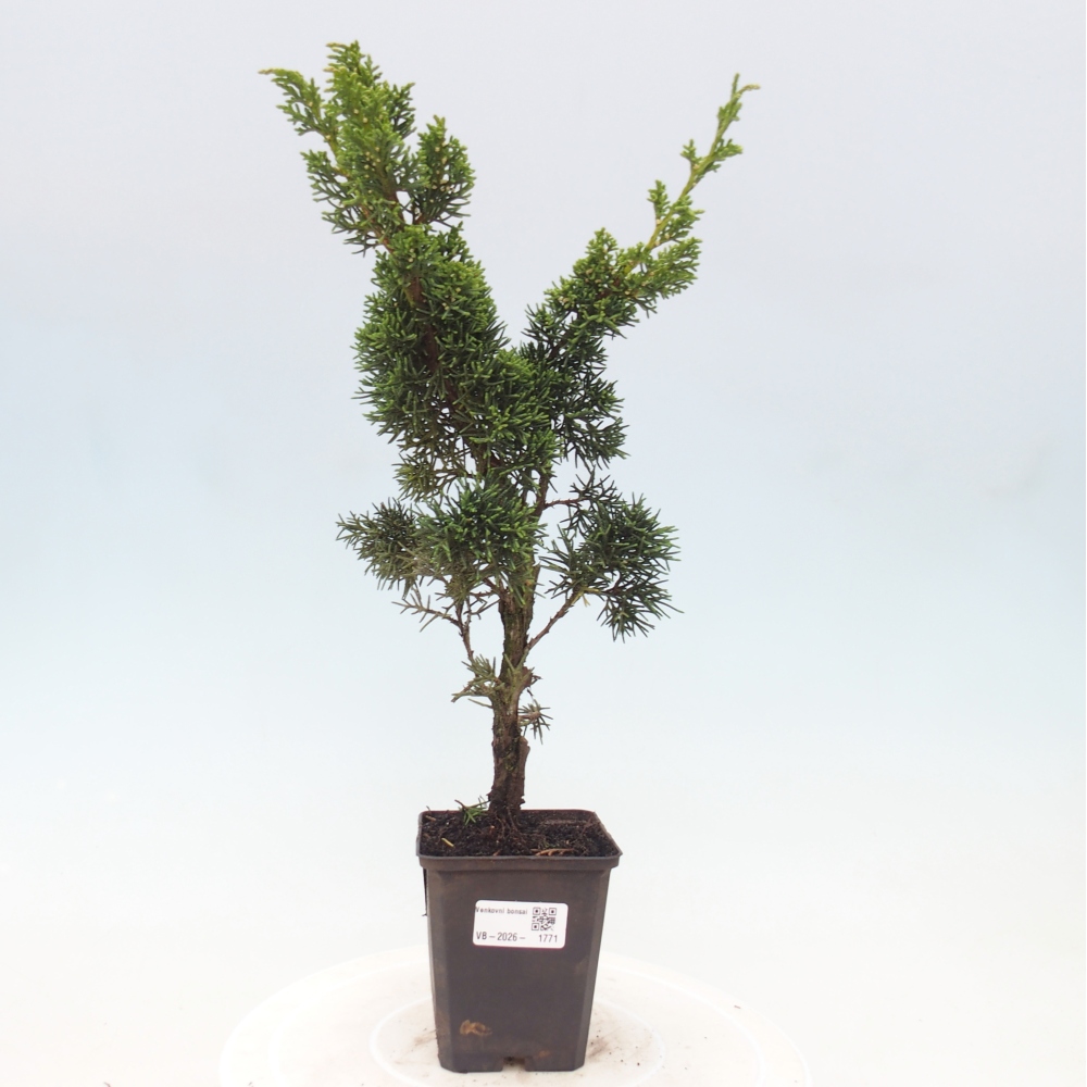 Bonsai voor buiten - Juniperus chinensis Kishu