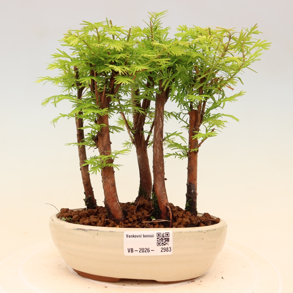 Buitenbonsai - Metasequoia glyptostroboides - Chinese metasequoia - bosje