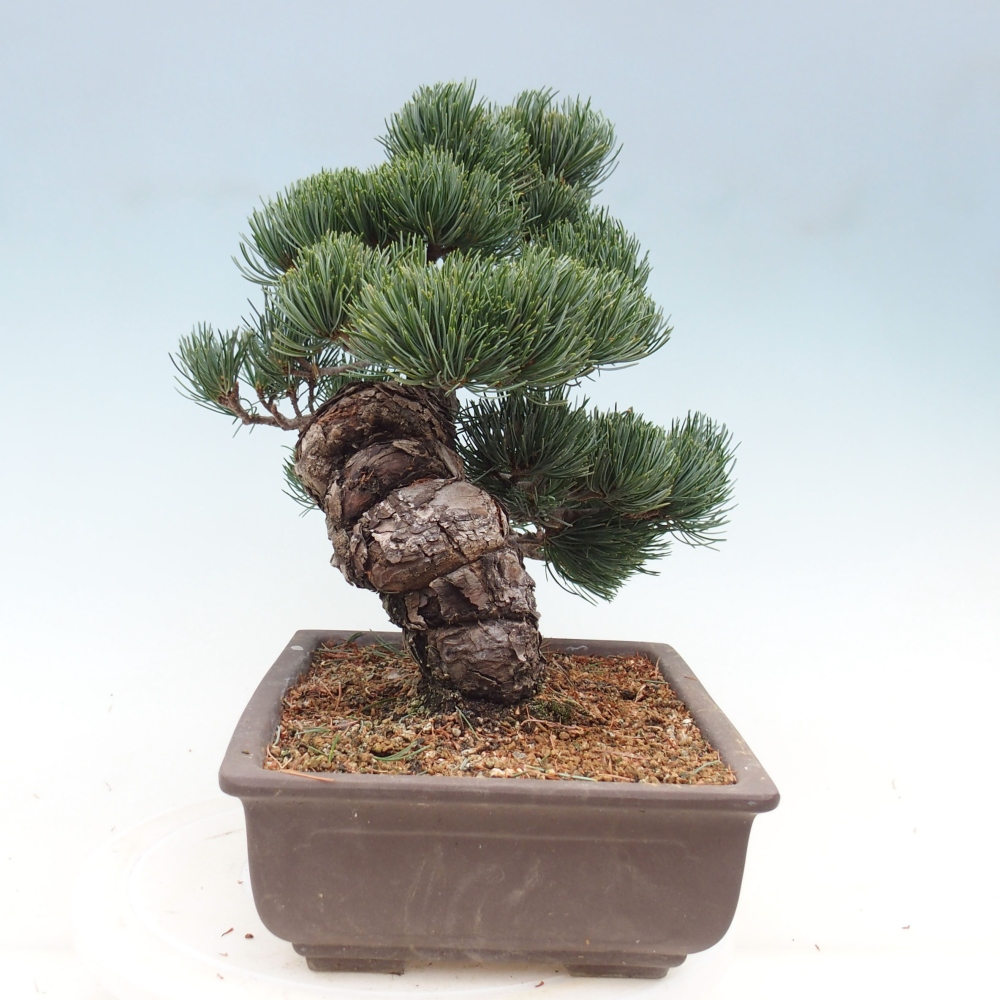 Bonsai voor buiten - Pinus parviflora - Pinus parviflora