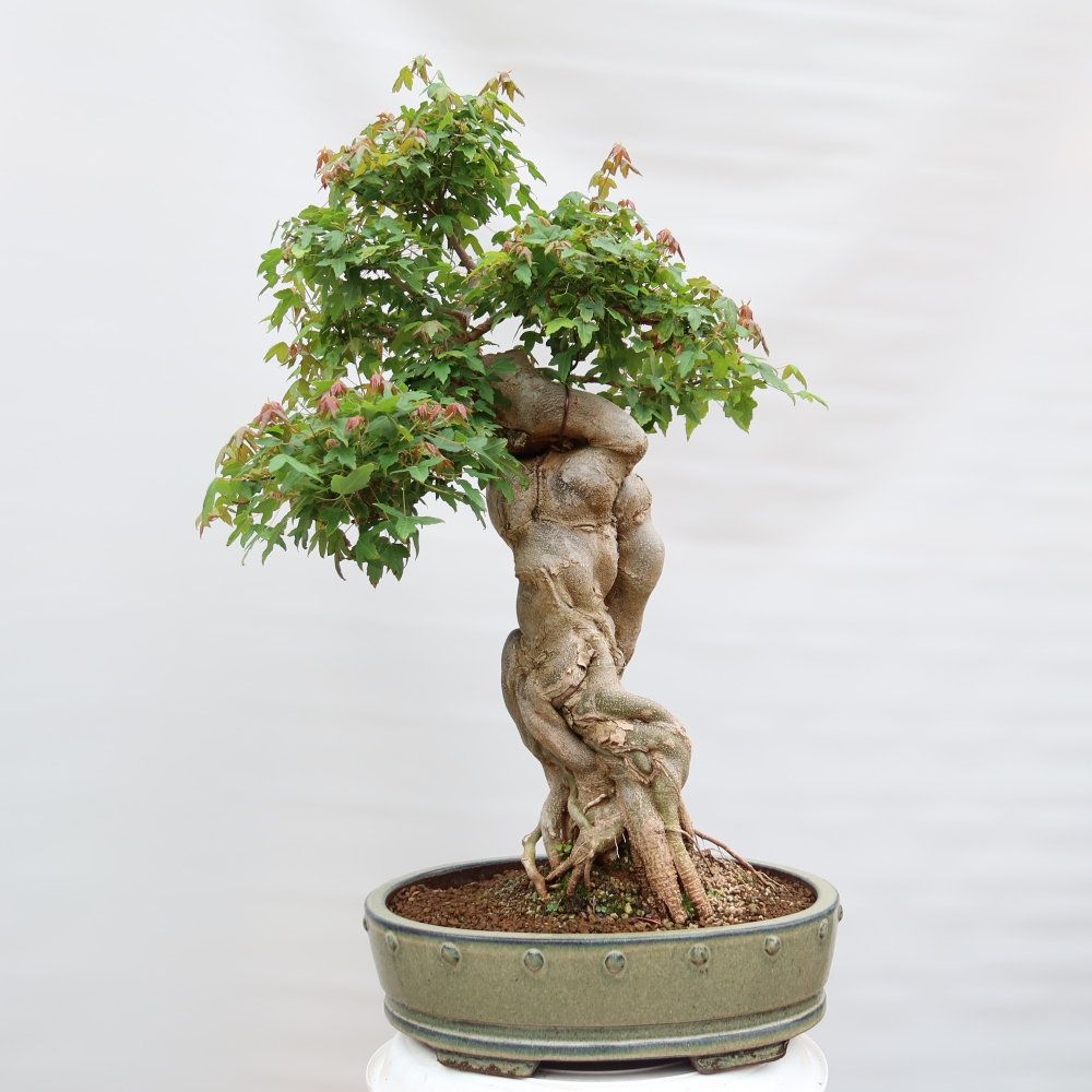 Bonsai voor buiten - Esdoorn Burger - Acer Burgerianum