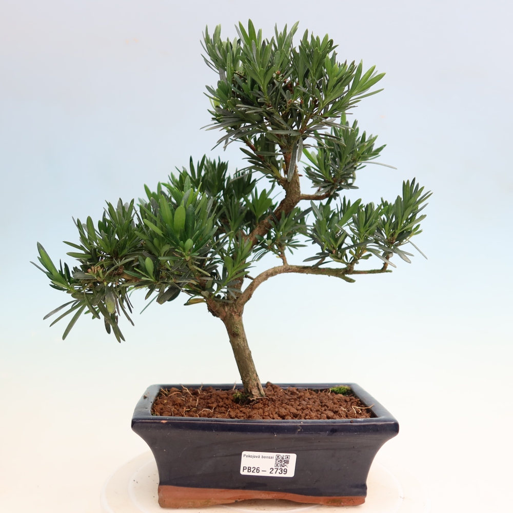 Kamerbonsai - Podocarpus - Taxus