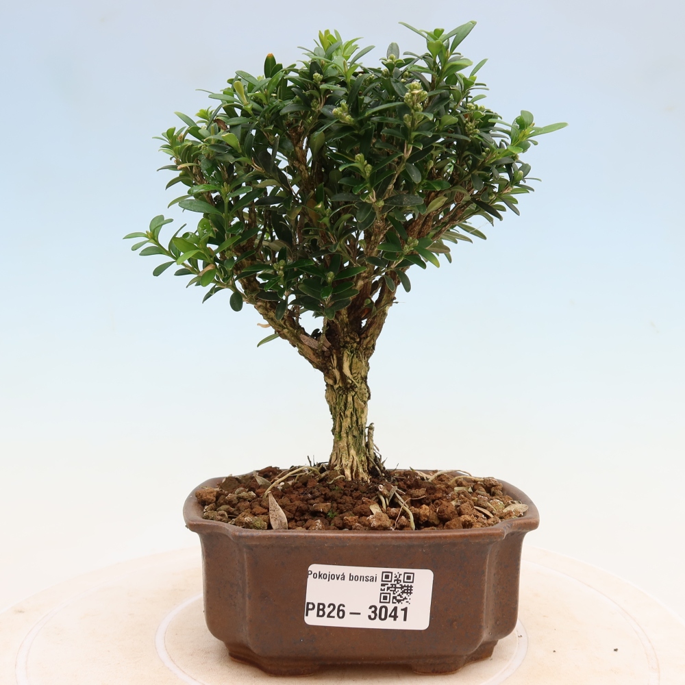 Kamerbonsai - Buxus harlandii - kurk buxus