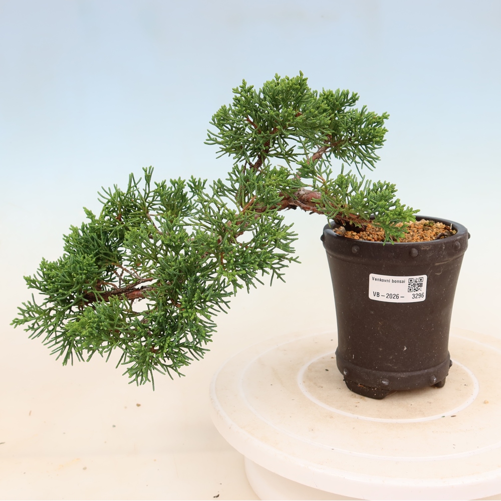 Bonsai voor buiten - Juniperus chinensis Kishu
