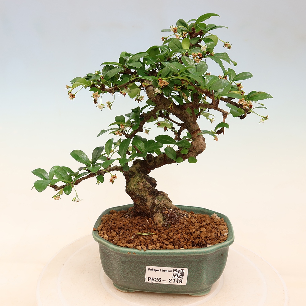 Kamerbonsai - Carmona macrophylla - Thee fuki
