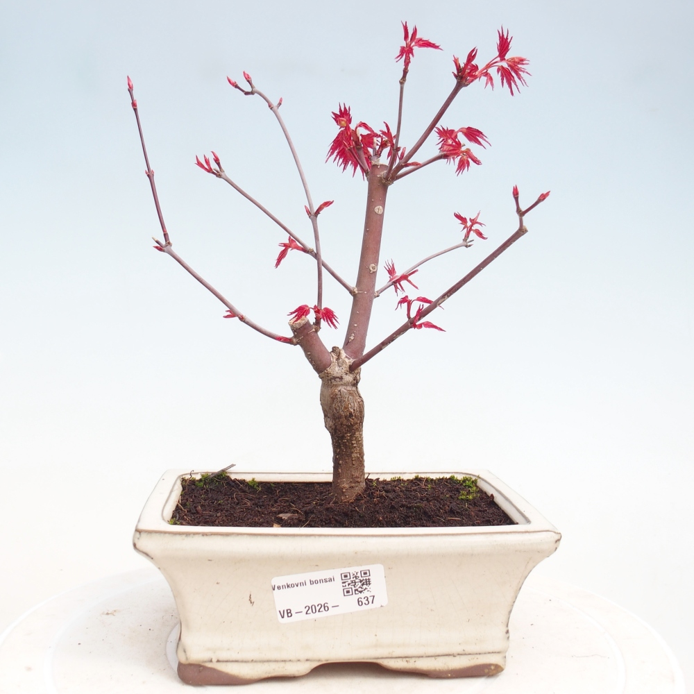 Bonsai voor buiten - Acer palmatum DESHOJO