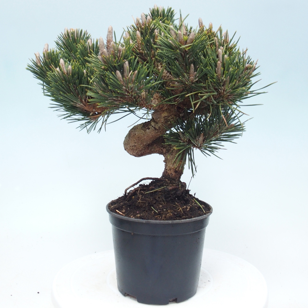 Bonsai voor buiten - Pinus thunbergii senjyumaru - Thunberg den