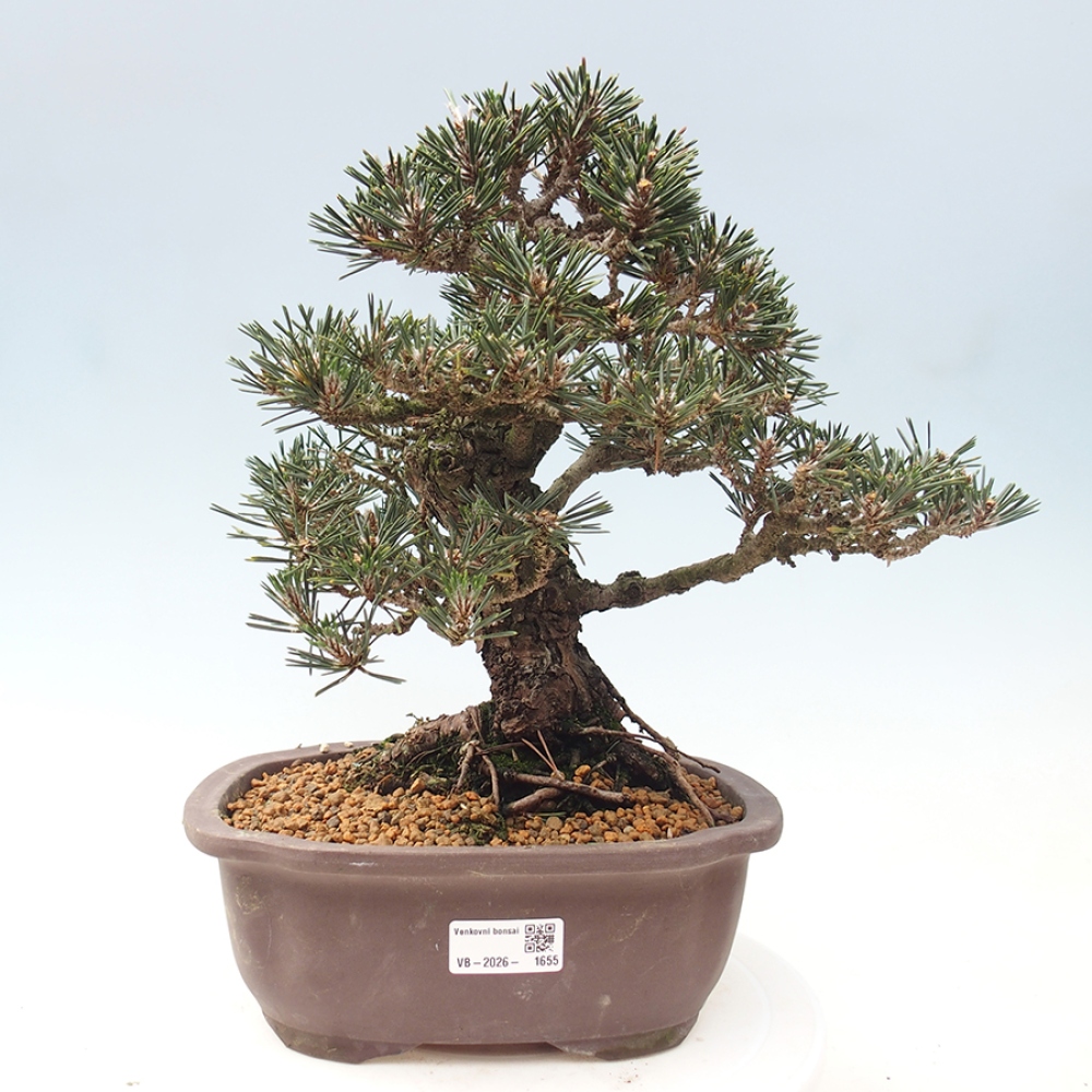 Bonsai voor buiten - Pinus thunbergii Kotobuki - Thunberg den