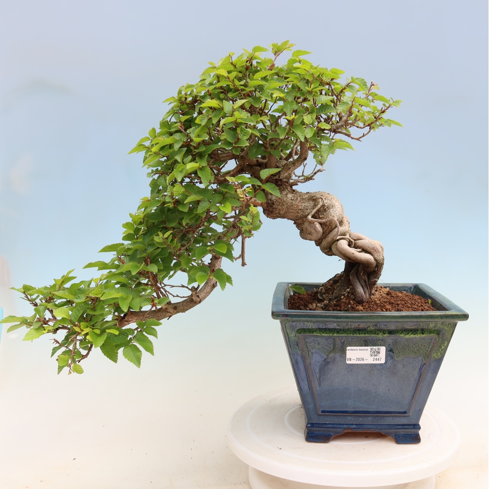 Bonsai voor buiten -Carpinus Coreana - Koreaanse haagbeuk