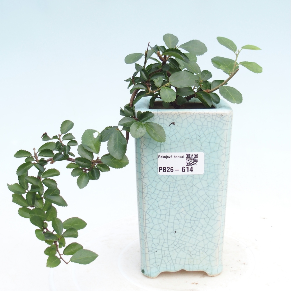 Bonsai - Grewia occidentalis - Lavendel zeester