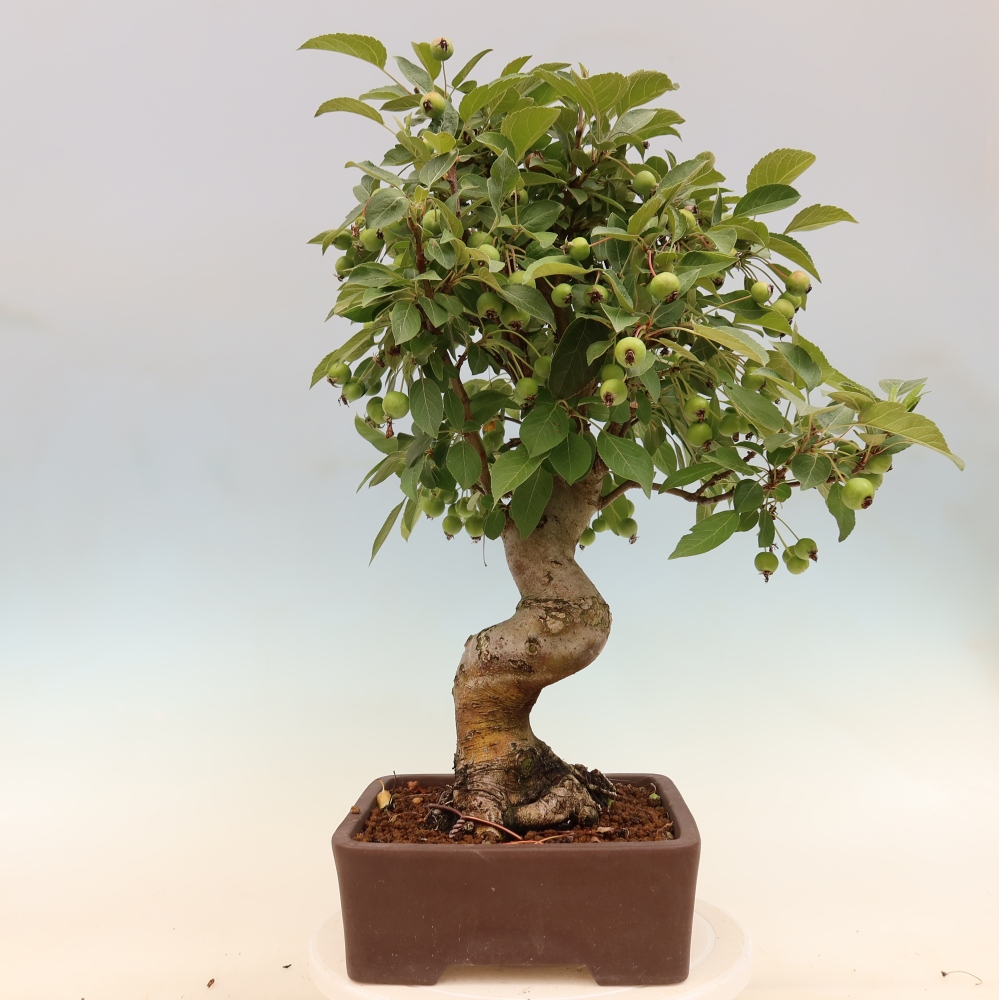 Bonsai voor buiten -Malus halliana - Appelboom met kleine vruchten
