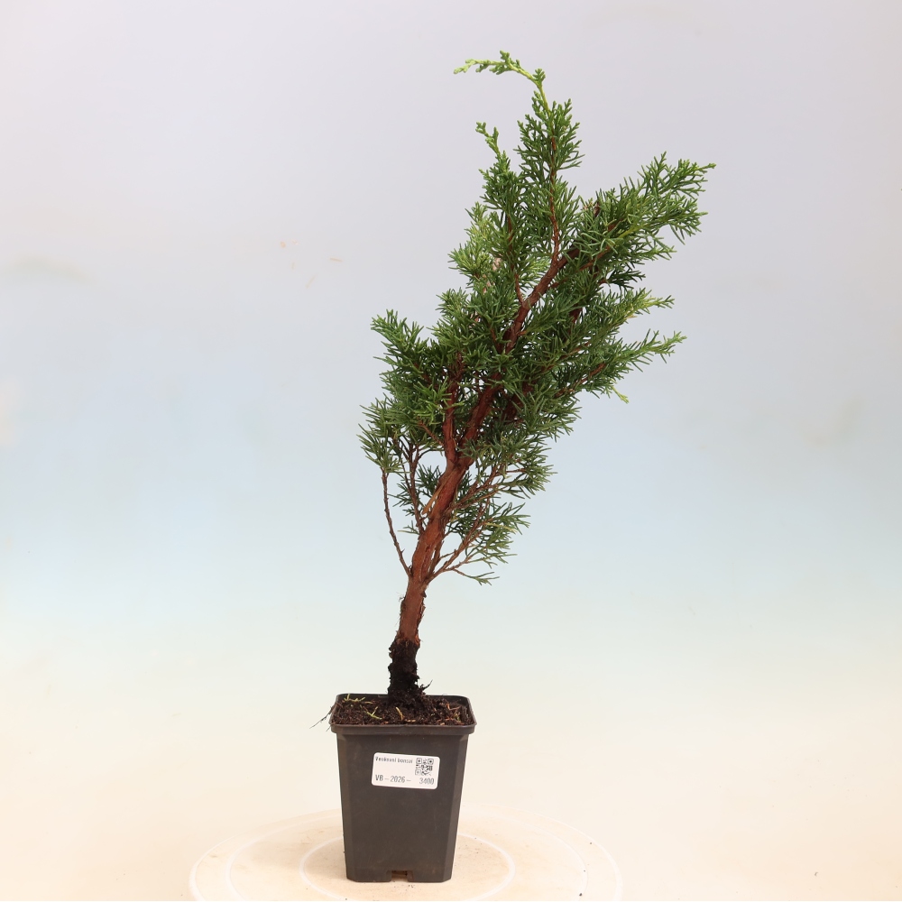 Bonsai voor buiten - Juniperus chinensis Kishu
