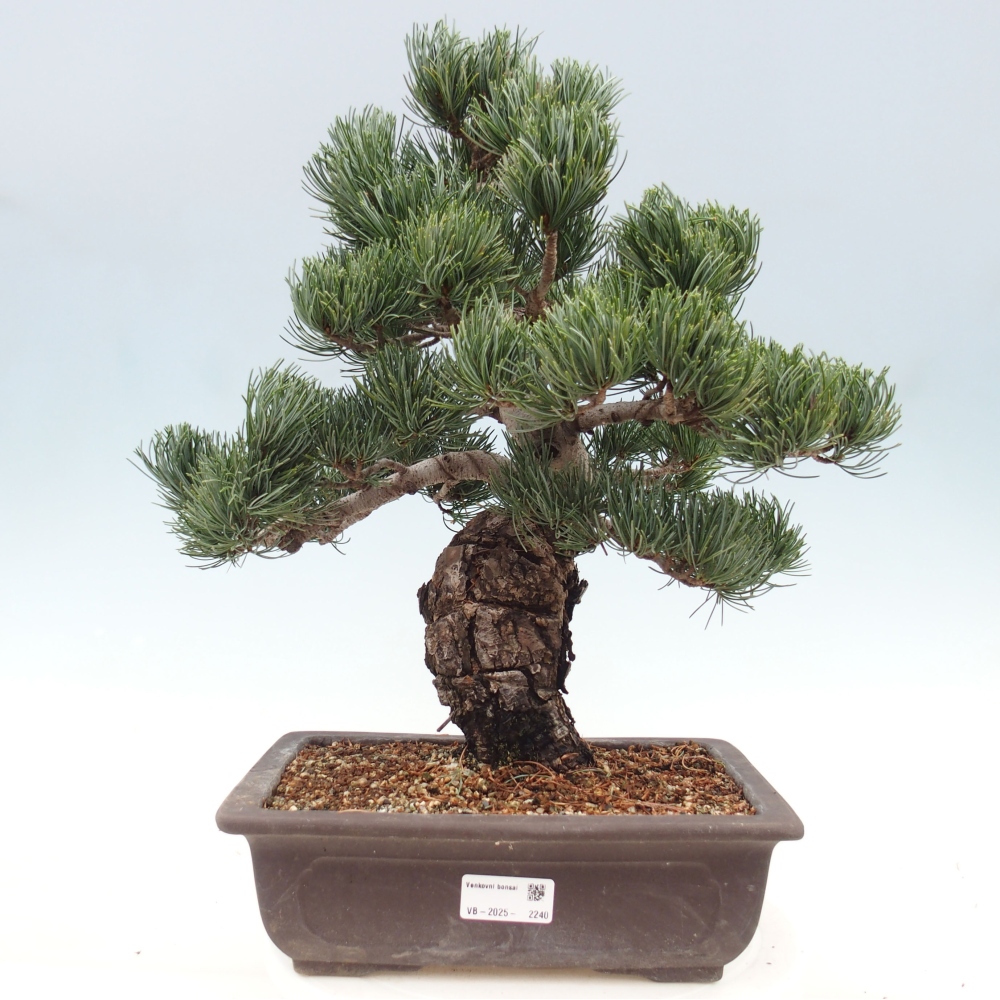 Bonsai voor buiten - Pinus parviflora - Pinus parviflora
