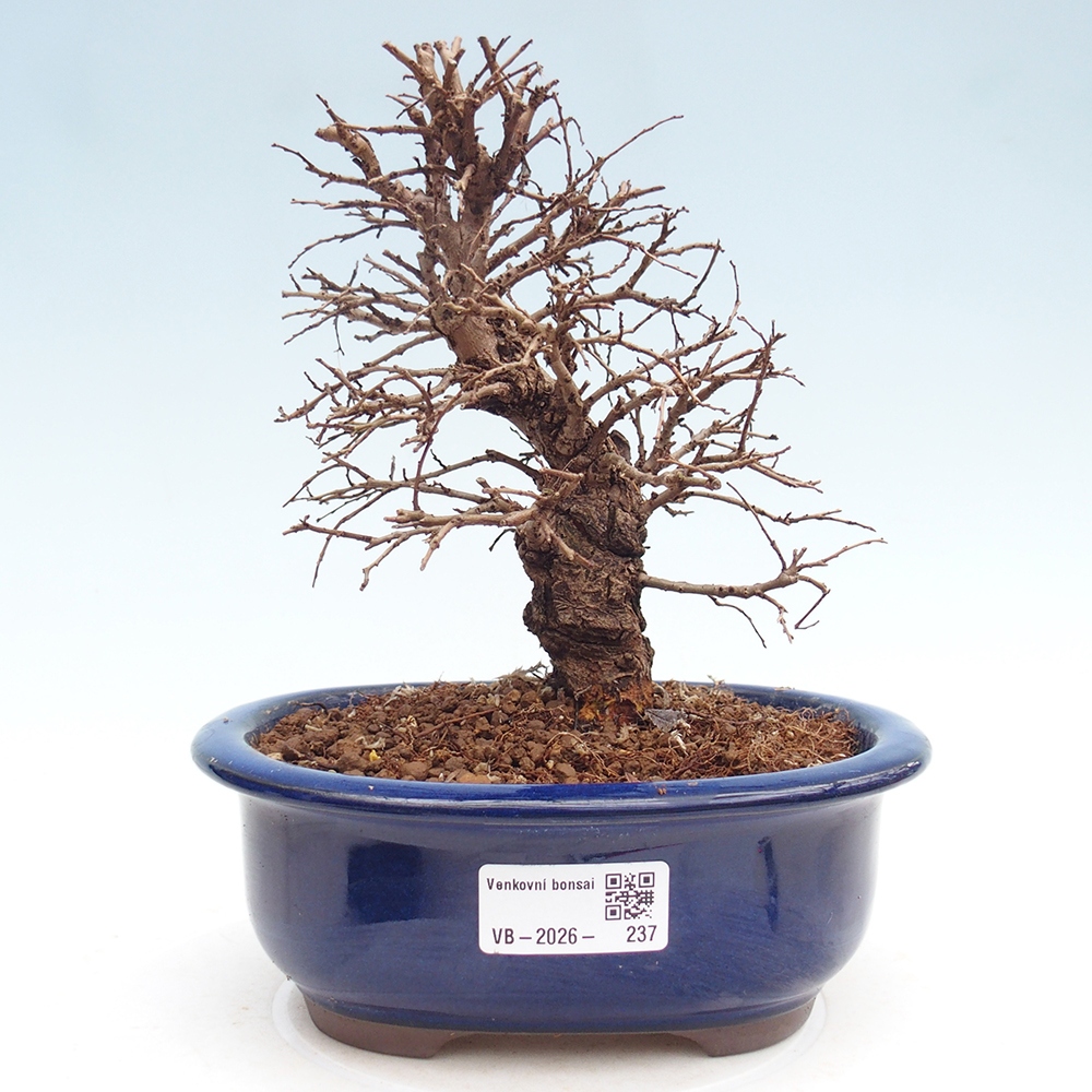 Bonsai voor buiten - Zelkova - Zelkova NIRE