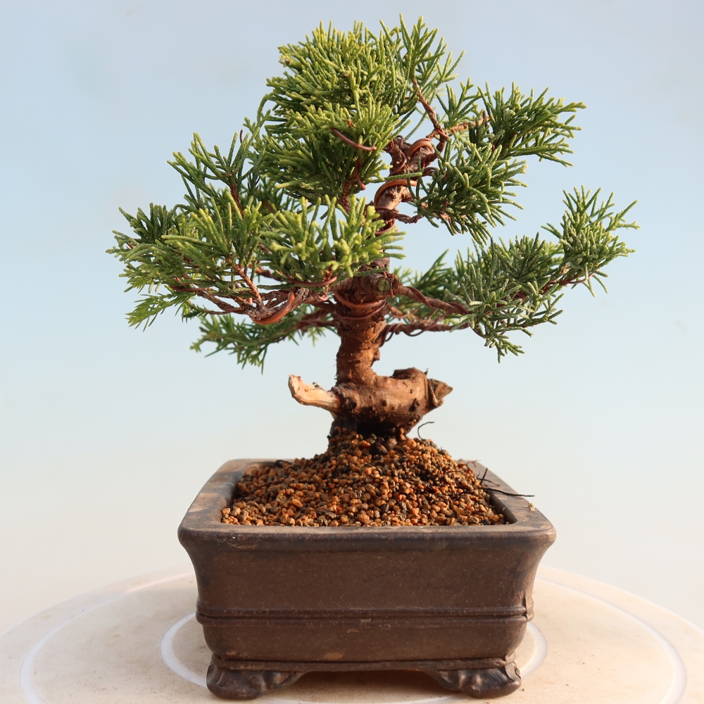 Bonsai voor buiten - Juniperus chinensis Itoigawa