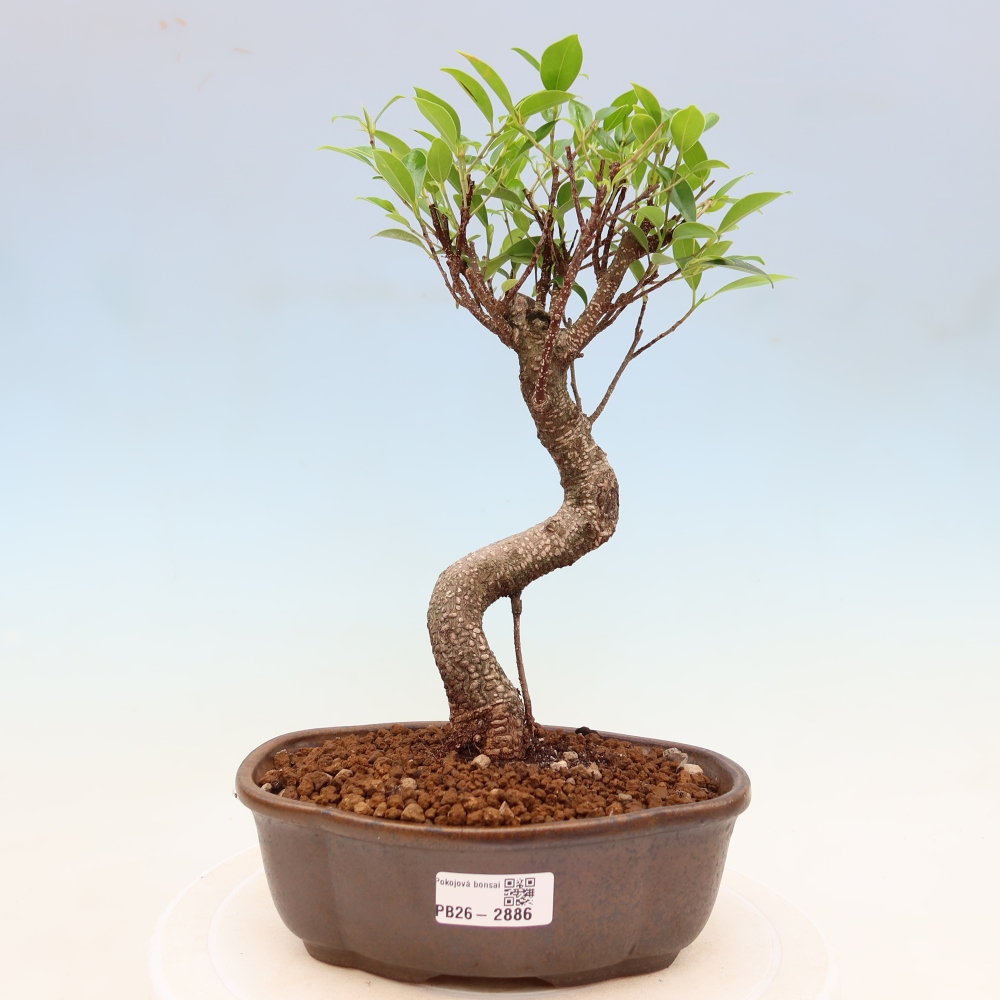Kamerbonsai - Ficus kimmen - kleinbladige ficus
