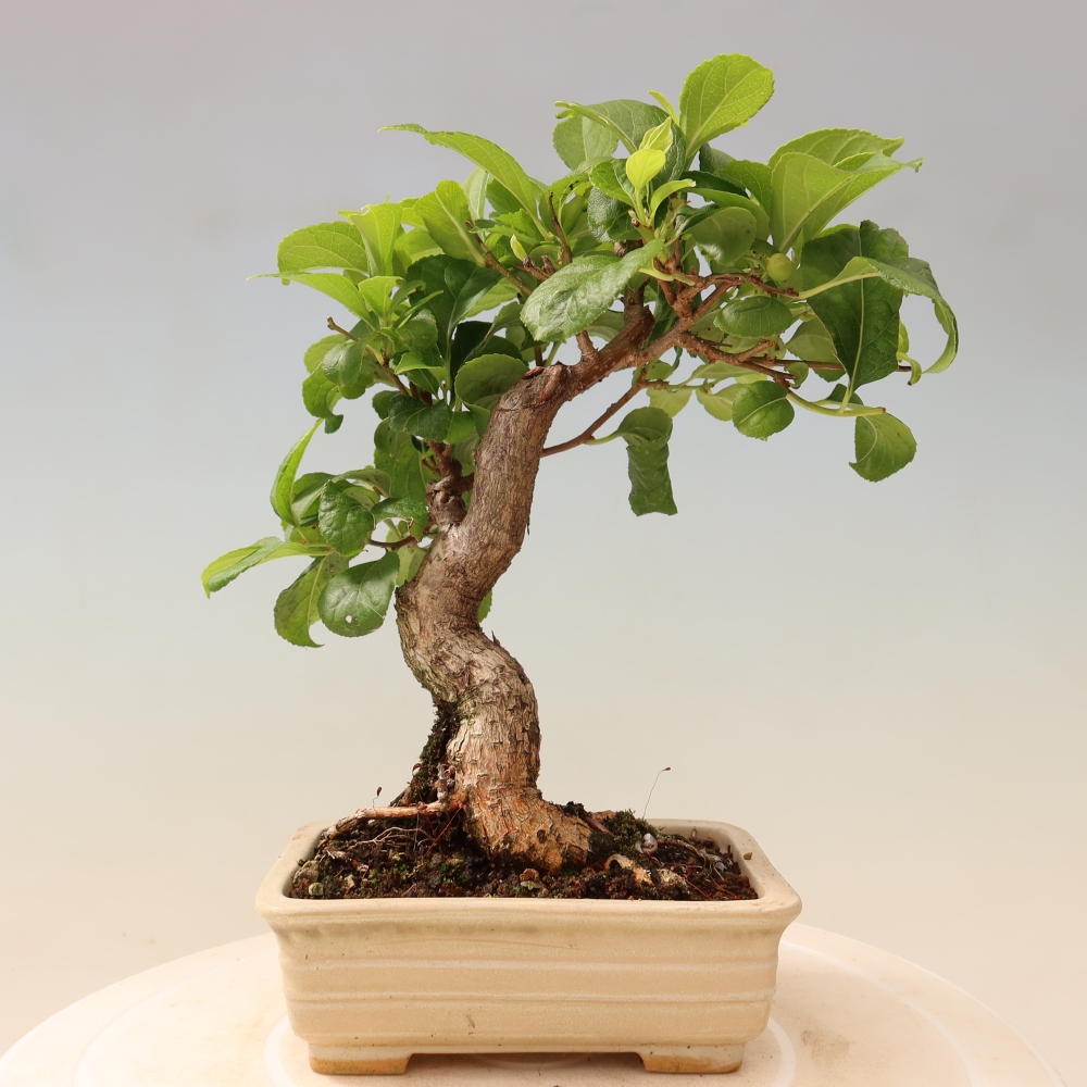 Bonsai voor buiten - Celastrus orbiculatus
