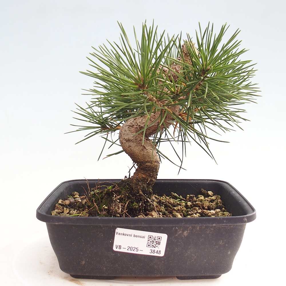 Bonsai voor buiten - Pinus thunbergii - Thunberg den