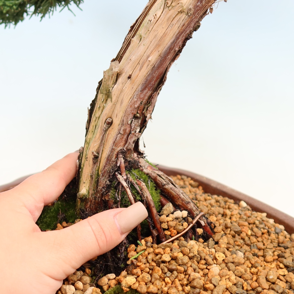 Bonsai voor buiten - Juniperus chinensis Kishu