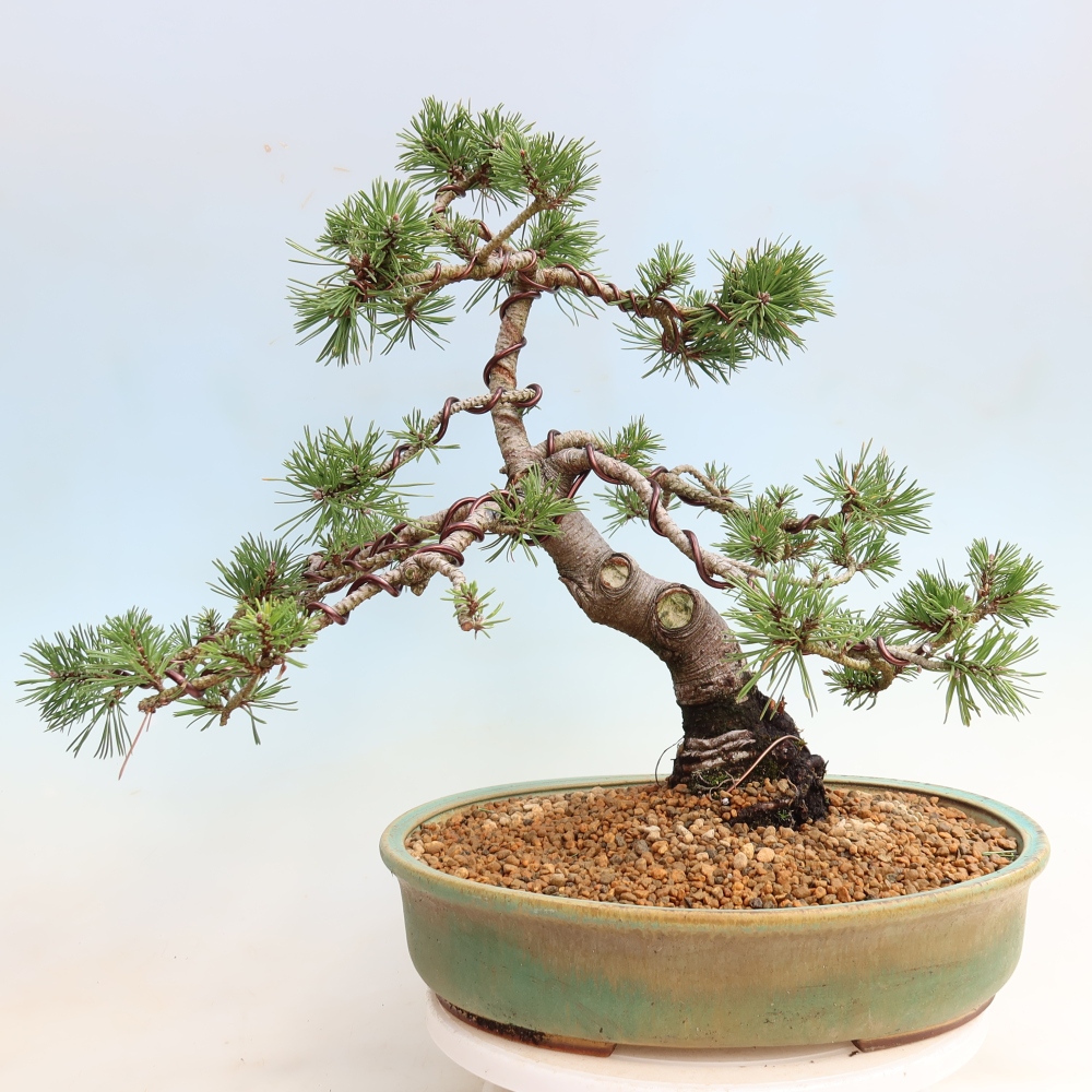 Bonsai voor buiten - Pinus mugo Humpy  - Bergden