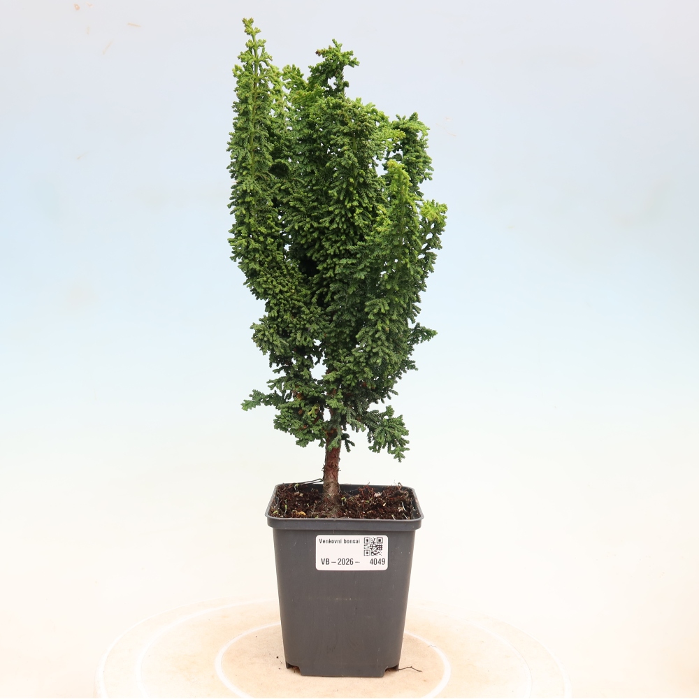 Bonsai voor buiten - Cham. obtusa SEKKA HINOKI - Cipres