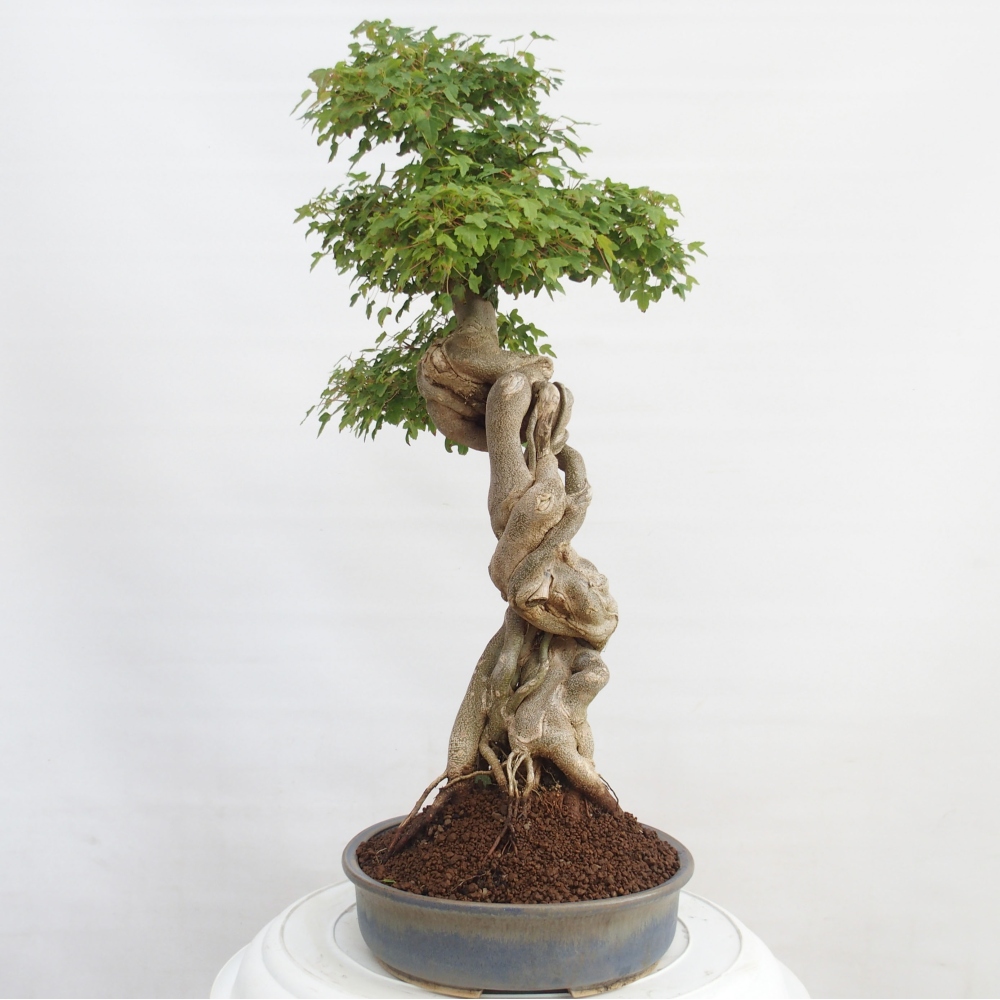 Bonsai voor buiten - Acer Buergerianum - Burgeresdoorn