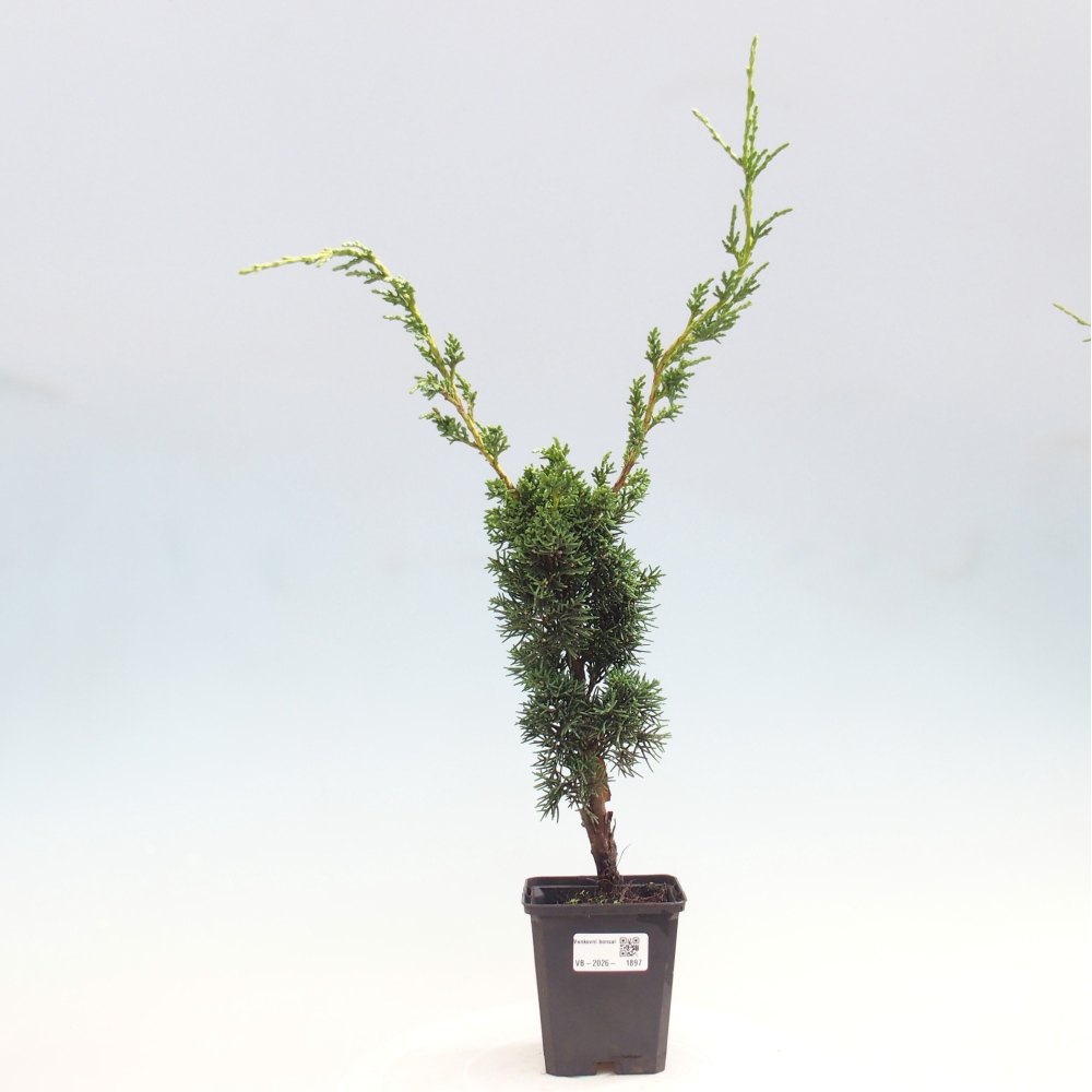Bonsai voor buiten - Juniperus chinensis Kishu