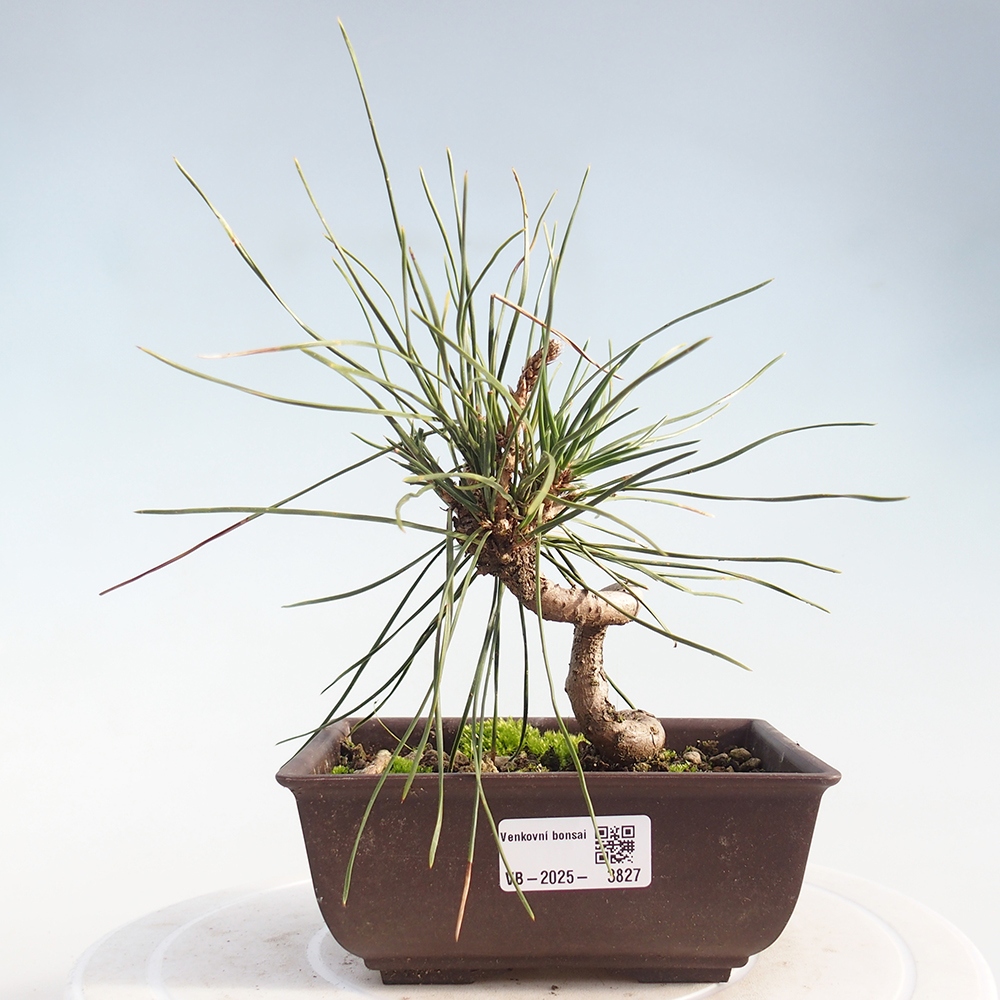 Bonsai voor buiten - Pinus thunbergii - Thunberg den