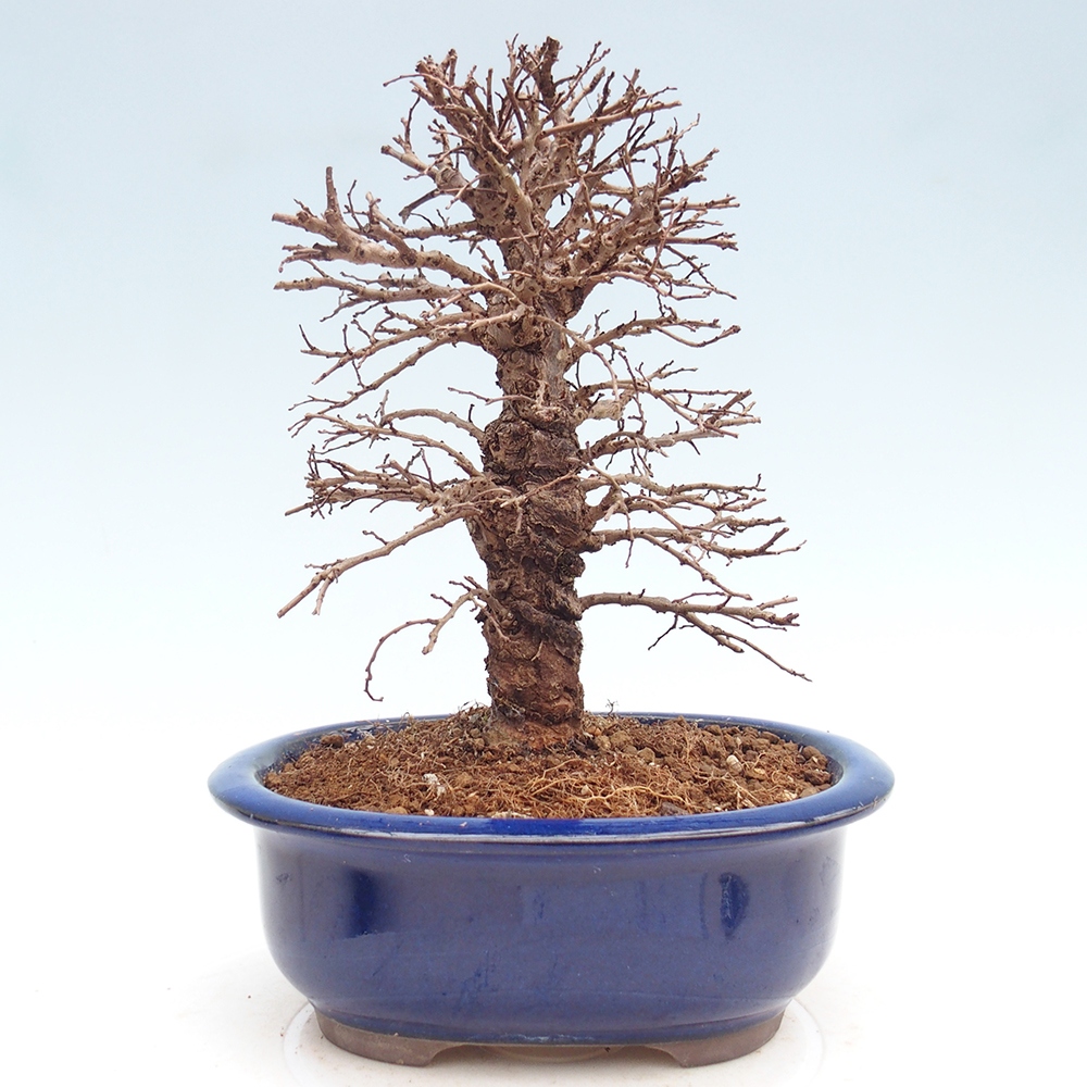 Bonsai voor buiten - Zelkova - Zelkova NIRE