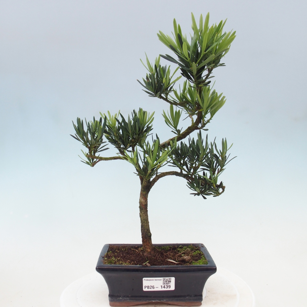 Kamerbonsai - Podocarpus - Taxus