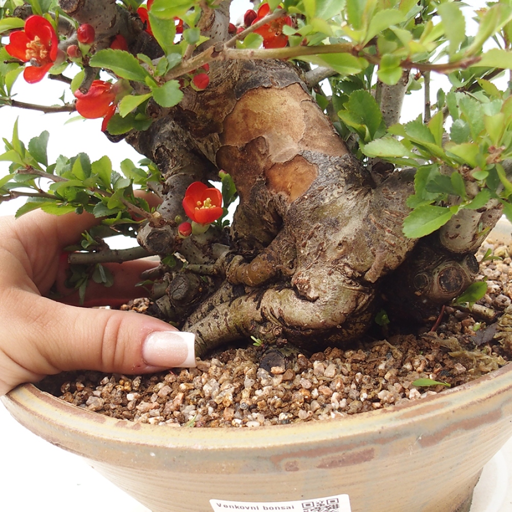 Bonsai voor buiten - Chaneomeles speciosa - Kweepeer