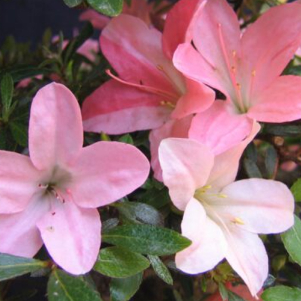 Bonsai voor buiten - Japanse Azalea - Azalea Nikko