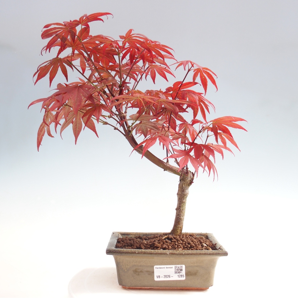 Bonsai voor buiten - Acer palm. Atropurpureum-Javorpalm
