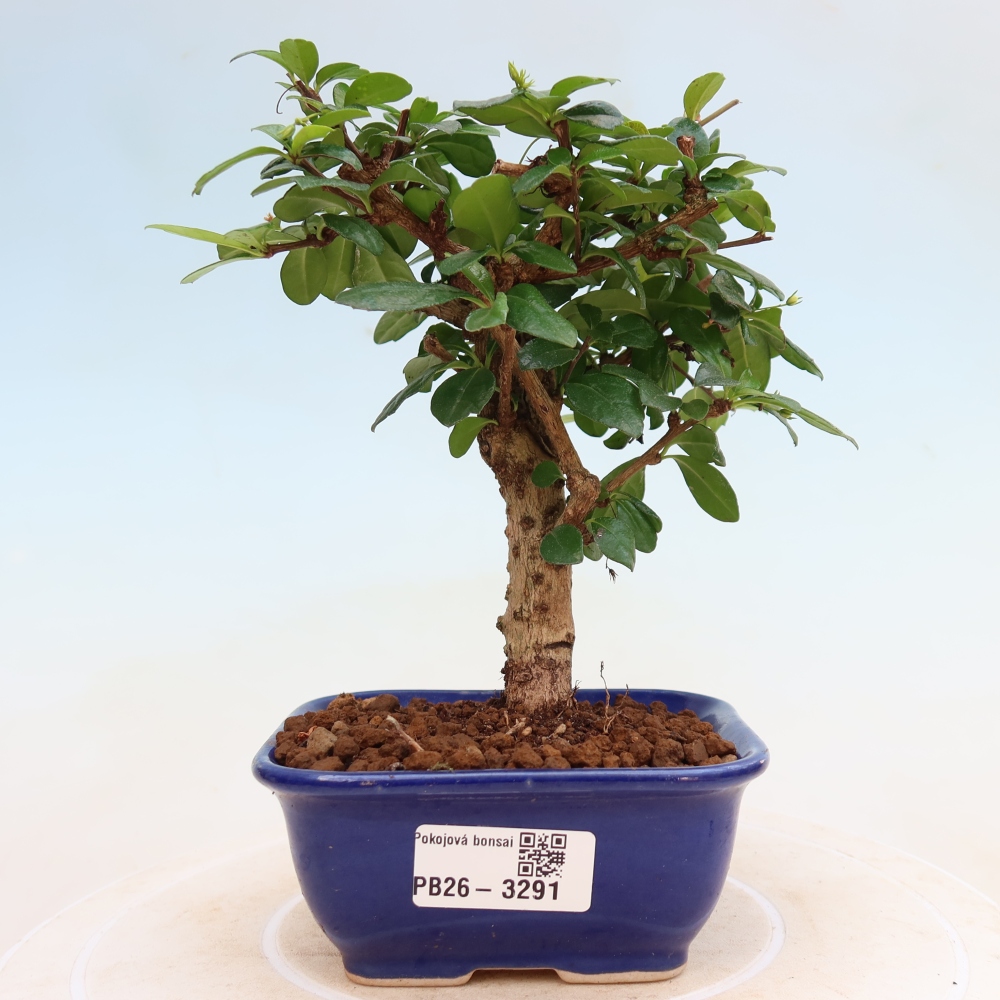 Kamerbonsai - Carmona macrophylla - Thee fuki