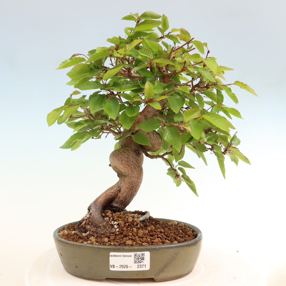 Bonsai voor buiten -Carpinus Coreana - Koreaanse haagbeuk
