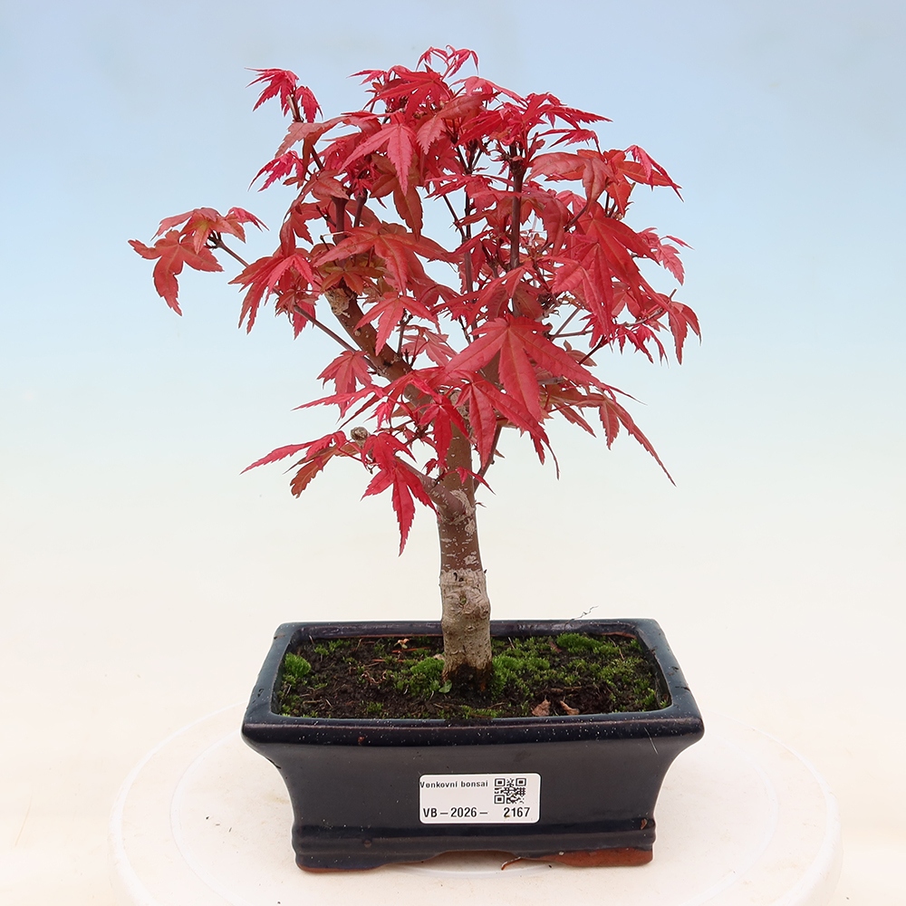 Bonsai voor buiten - Acer palmatum DESHOJO