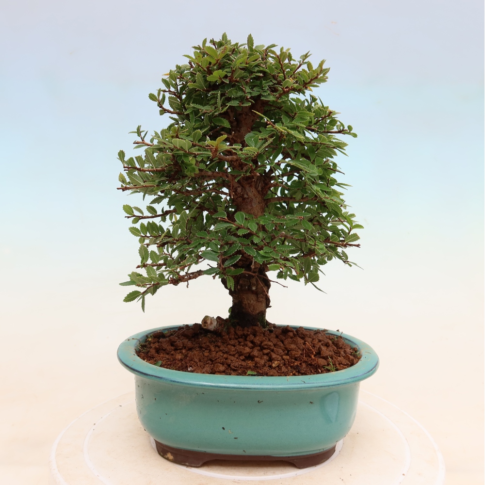 Bonsai voor buiten - Zelkova - Zelkova NIRE