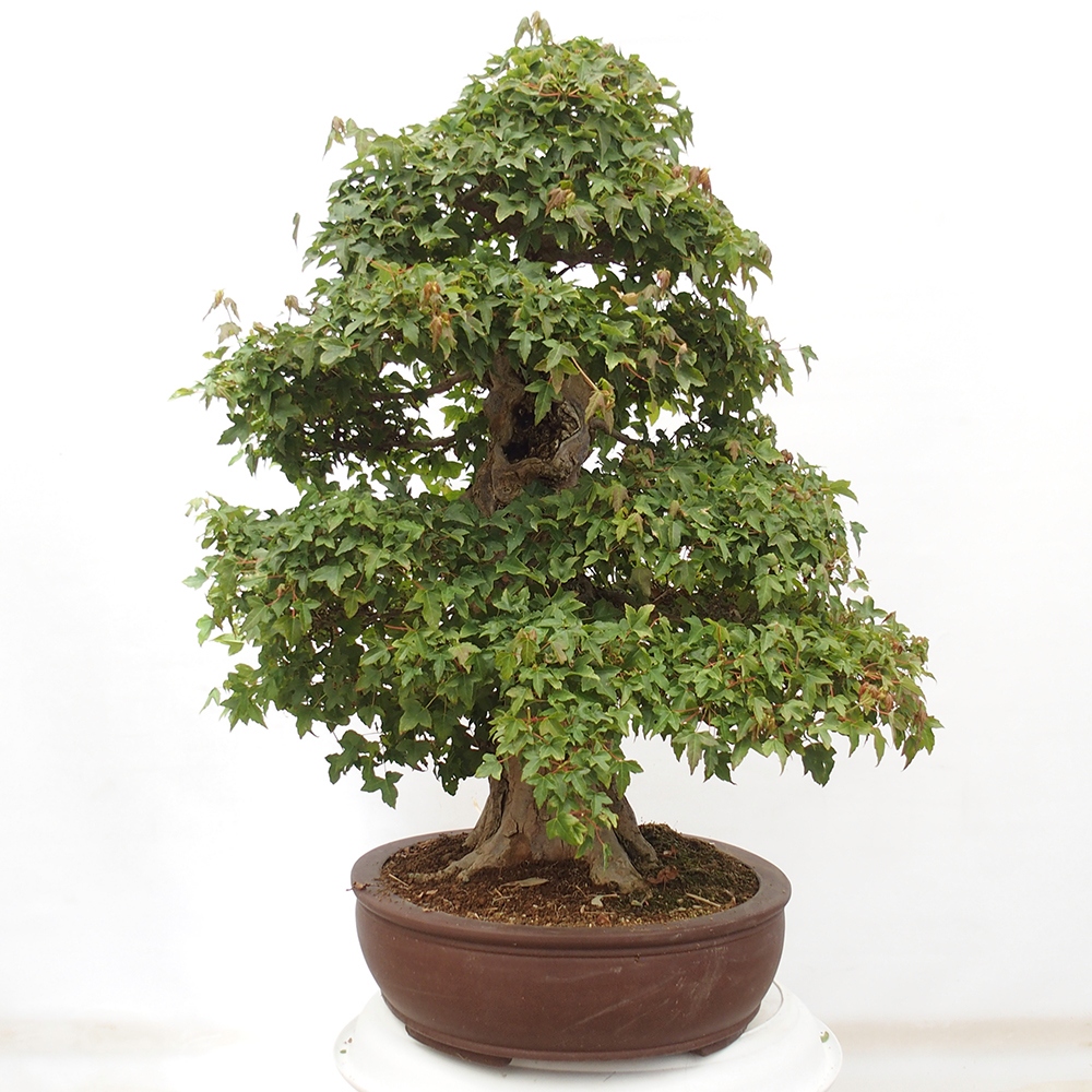 Bonsai voor buiten - Acer Buergerianum - Burgeresdoorn