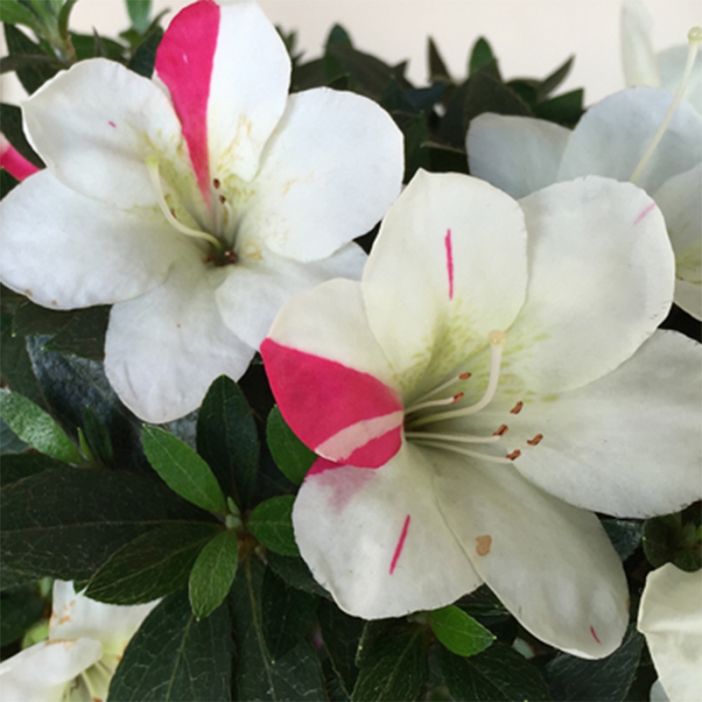 Bonsai voor buiten - Japanse Azalea - Azalea Suigootome
