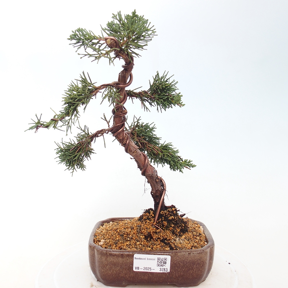 Bonsai voor buiten - Juniperus chinensis Kishu