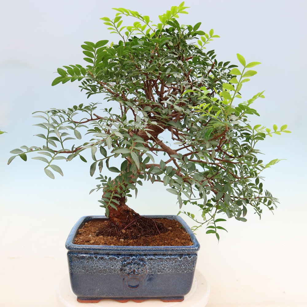 Kamerbonsai - Pistacia Lentiscus - Pistache
