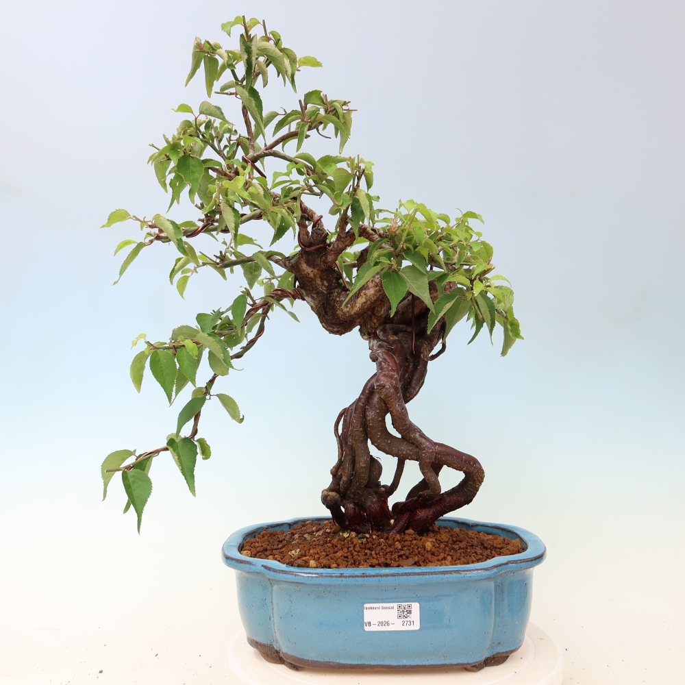 Bonsai voor buiten – Japanse abrikoos – Prunus Mume