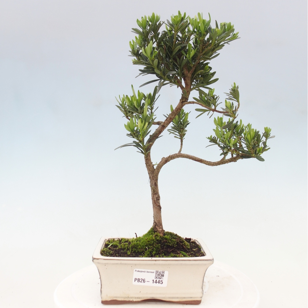 Kamerbonsai - Podocarpus - Taxus