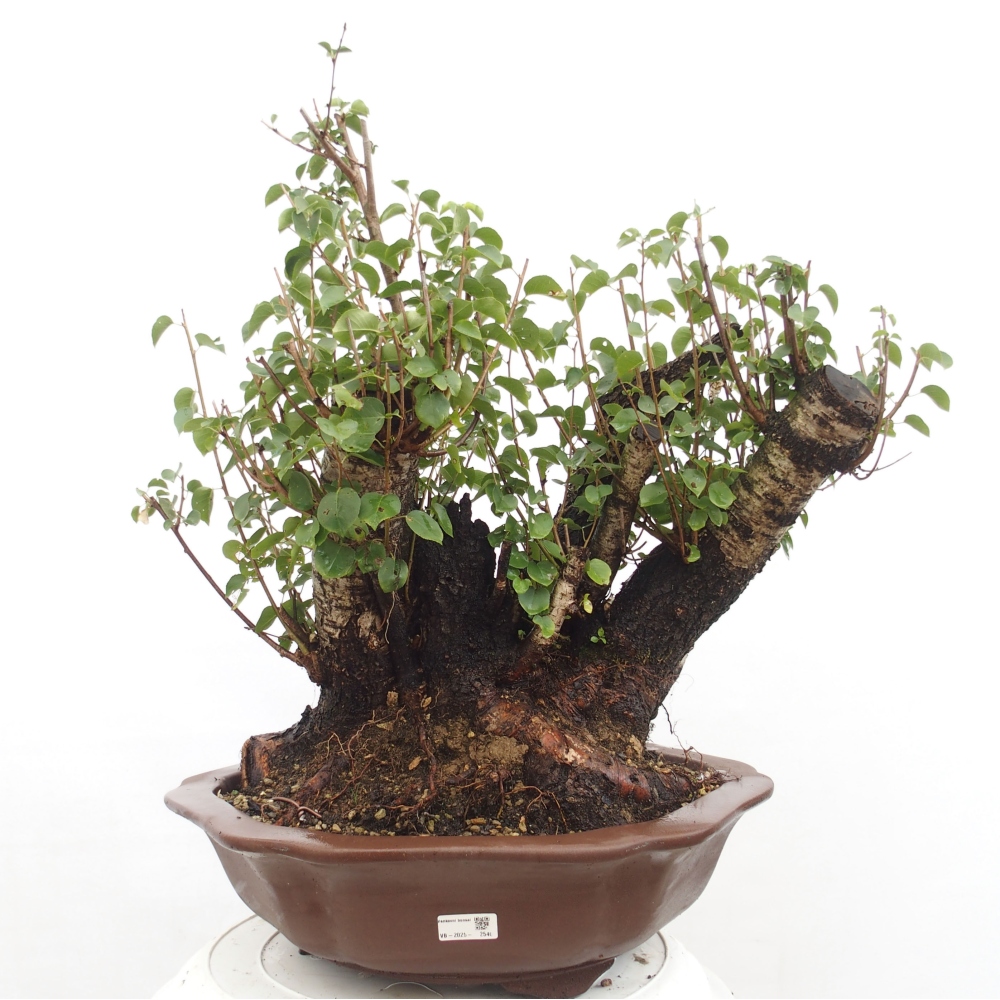 Bonsai voor buiten - Mahalebka - Prunus mahaleb