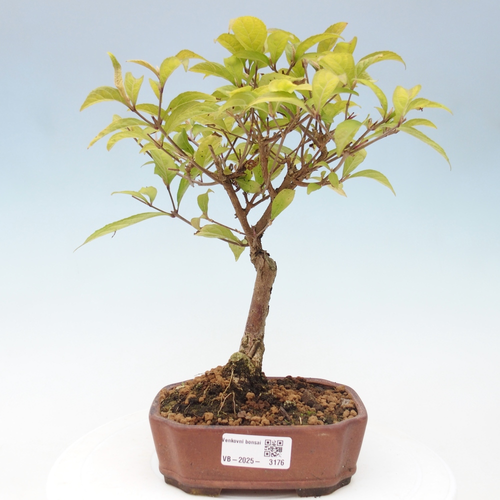 Bonsai voor buiten - Callicarpa japonica
