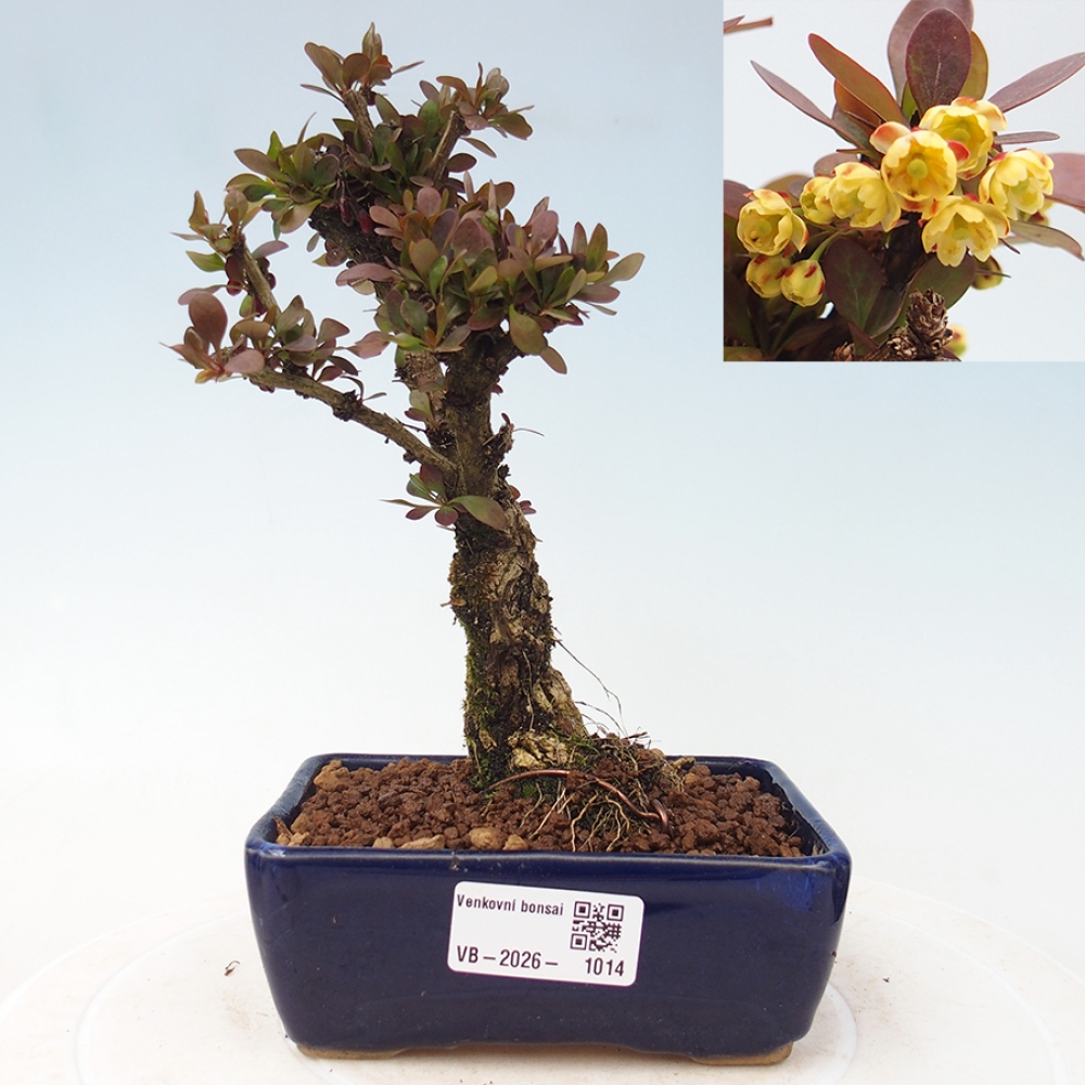 Bonsai voor buiten - Berberis Thunbergii Bagatelle