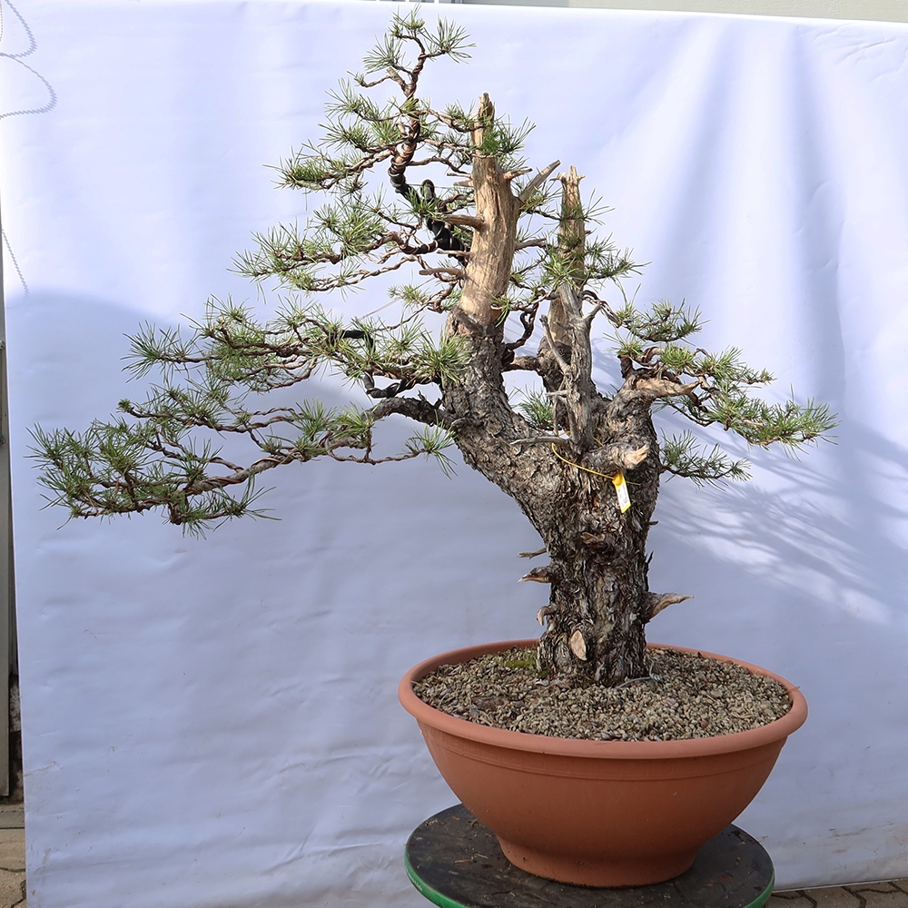 Pinus sylvestris Spanje - grove den