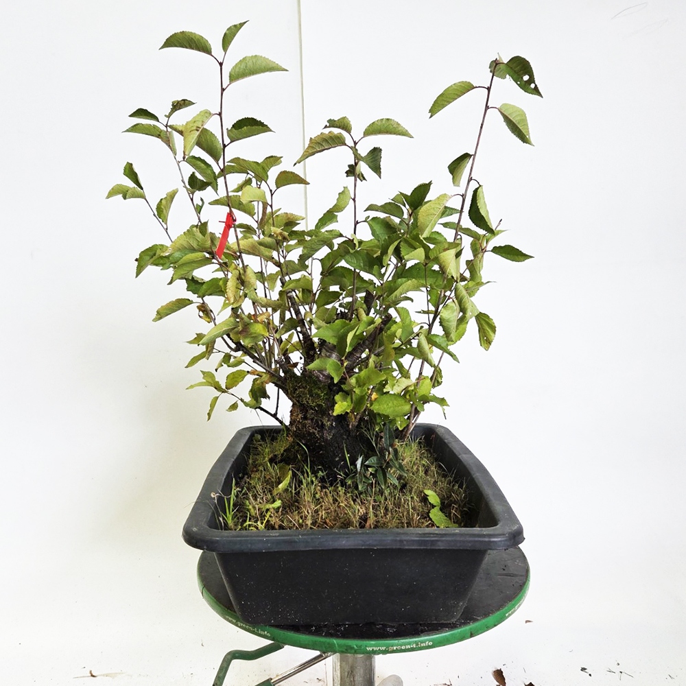Bonsai kers voor buiten - Prunus aviata